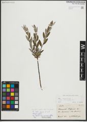 Foto von Salix repens subsp. incubacea (L.) A. Neumann